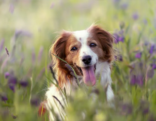 Pet Nutrition & Health Research Laboratory — Wanpy Research & Trials