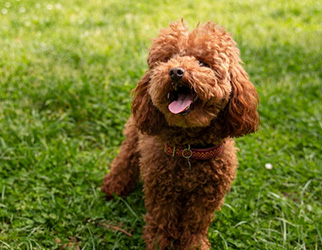 Pet Nutrition & Health Research Laboratory — Wanpy Research & Trials