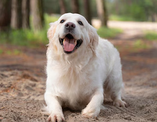 Pet Nutrition & Health Research Laboratory — Wanpy Research & Trials