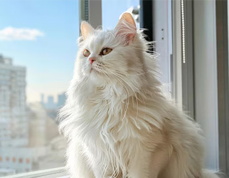 Pet Nutrition & Health Research Laboratory — Wanpy Research & Trials