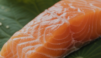 Our Nutritional Philosophy — Science-Backed Pet Nutrition at Wanpy