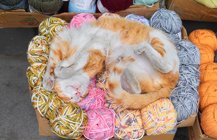 Our Story — Wanpy’s History, Mission & Commitment to Pets