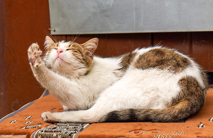 Our Story — Wanpy’s History, Mission & Commitment to Pets