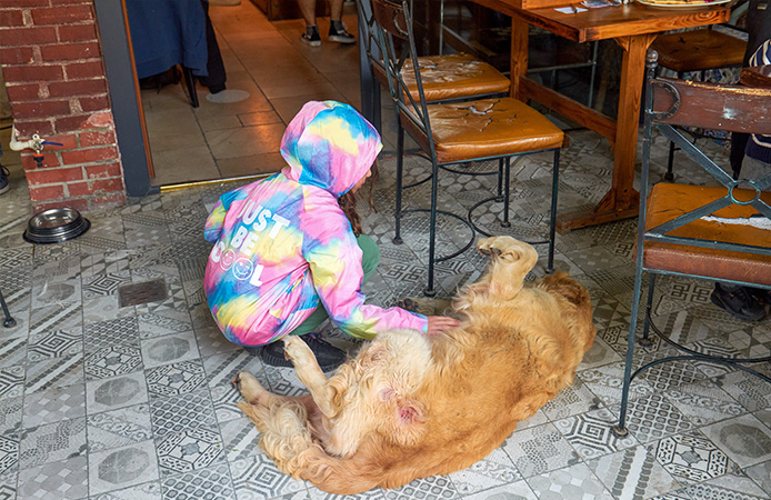 Our Story — Wanpy’s History, Mission & Commitment to Pets