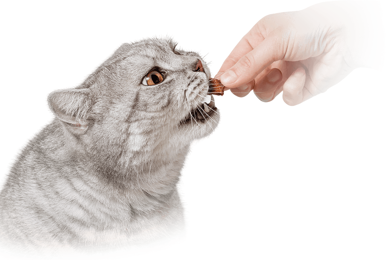 From Source to Bowl — Wanpy Ingredient Traceability & Safety