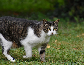 Pet Nutrition & Health Research Laboratory — Wanpy Research & Trials