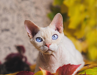 Pet Nutrition & Health Research Laboratory — Wanpy Research & Trials