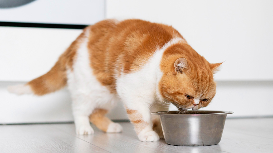 Why Your Kitten Isn’t Eating (And What You Can Do About It) ?