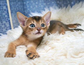 Pet Nutrition & Health Research Laboratory — Wanpy Research & Trials