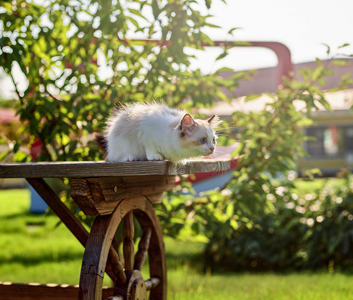 Pet Nutrition & Health Research Laboratory — Wanpy Research & Trials