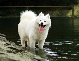 Pet Nutrition & Health Research Laboratory — Wanpy Research & Trials