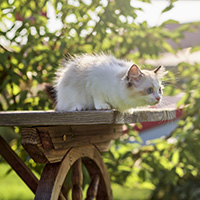 Wanpy — Healthy, Happy Pet Food | Natural Ingredients & Trusted Quality