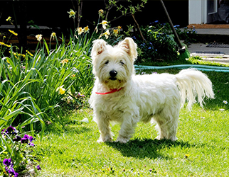 Pet Nutrition & Health Research Laboratory — Wanpy Research & Trials