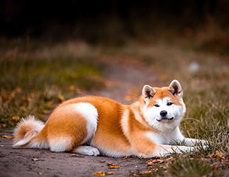 Pet Nutrition & Health Research Laboratory — Wanpy Research & Trials