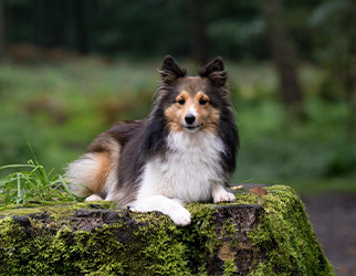 Pet Nutrition & Health Research Laboratory — Wanpy Research & Trials