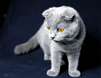 Pet Nutrition & Health Research Laboratory — Wanpy Research & Trials