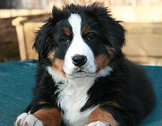 Pet Nutrition & Health Research Laboratory — Wanpy Research & Trials