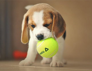 Pet Nutrition & Health Research Laboratory — Wanpy Research & Trials