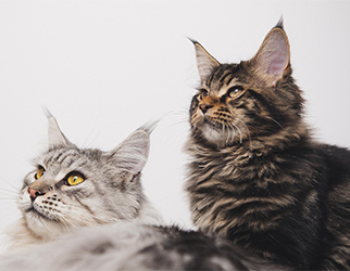 Pet Nutrition & Health Research Laboratory — Wanpy Research & Trials