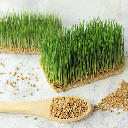 Freeze-Dried Cat Grass & Chicken Treats | Wanpy