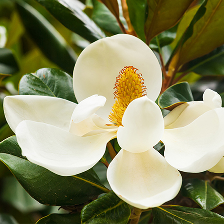 Grain-Free Complete Food for Adult Cat Chicken Recipe | Wanpy