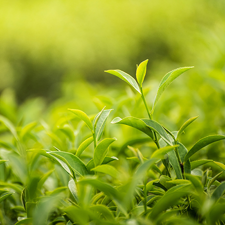 Toothbrush Chews (Chicken Flavor) for Dogs | Wanpy
