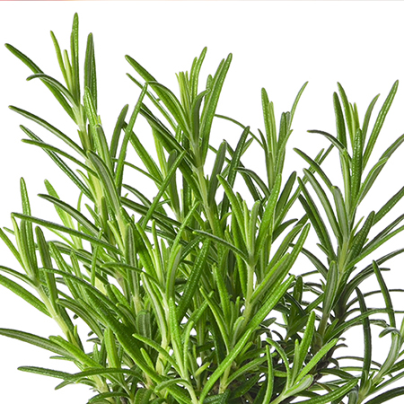 Training Bites Chicken Recipe