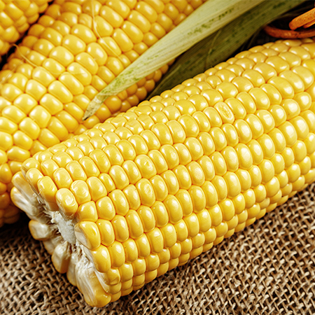 Toothbrush Chews (Chicken Flavor) for Dogs | Wanpy