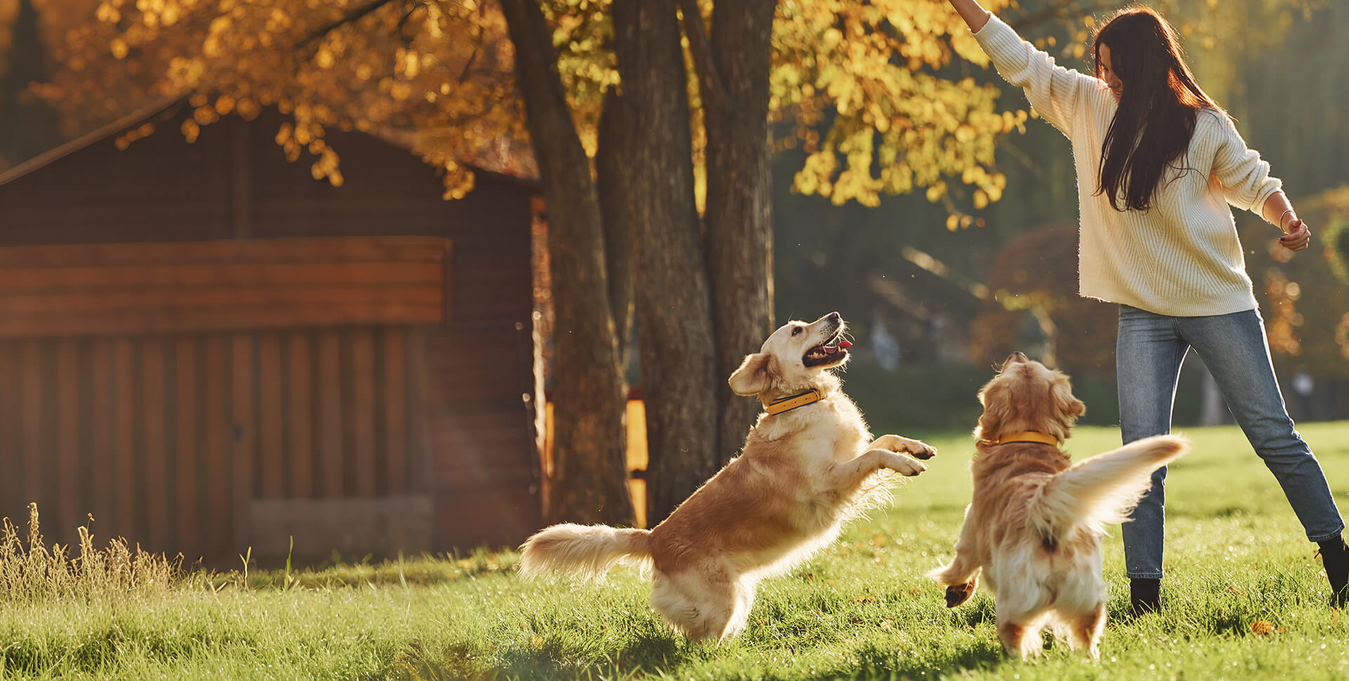 Wanpy — Healthy, Happy Pet Food | Natural Ingredients & Trusted Quality