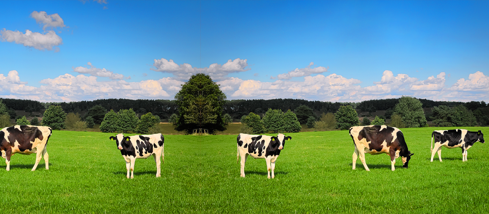 From Source to Bowl — Wanpy Ingredient Traceability & Safety