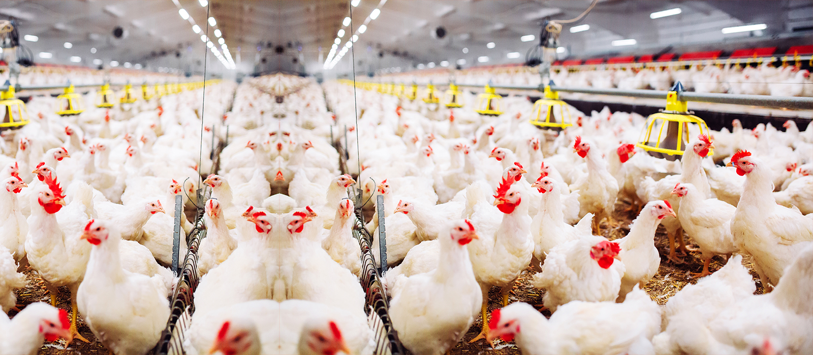 From Source to Bowl — Wanpy Ingredient Traceability & Safety