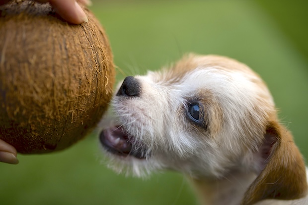 Is Coconut Oil Good for Dogs?