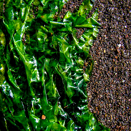 WANPY Superfoods Creamy Treat For Cat Salmon With Chia & Seaweed