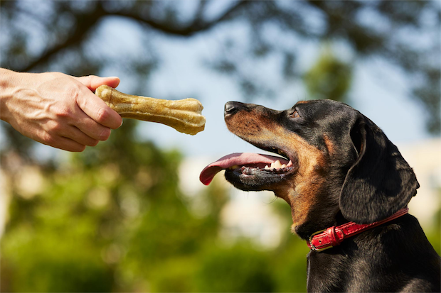 How to Choose Healthy Treats for Your Pet
