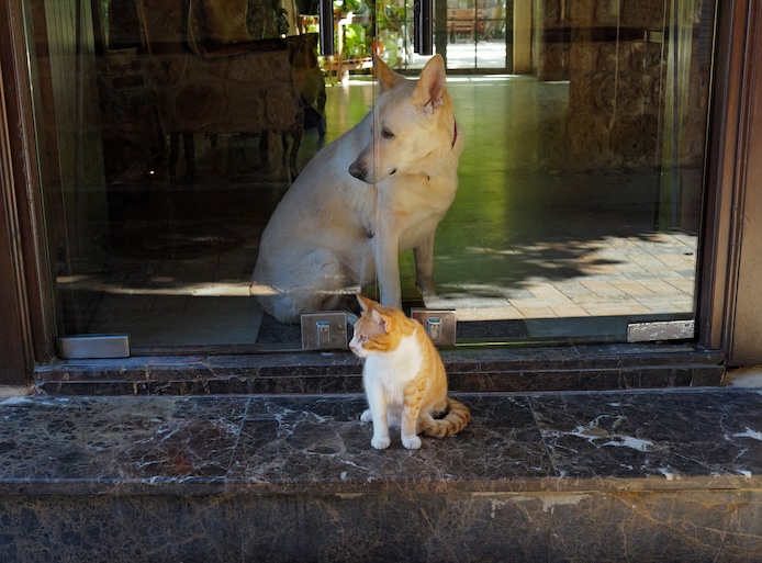 Our Story — Wanpy’s History, Mission & Commitment to Pets