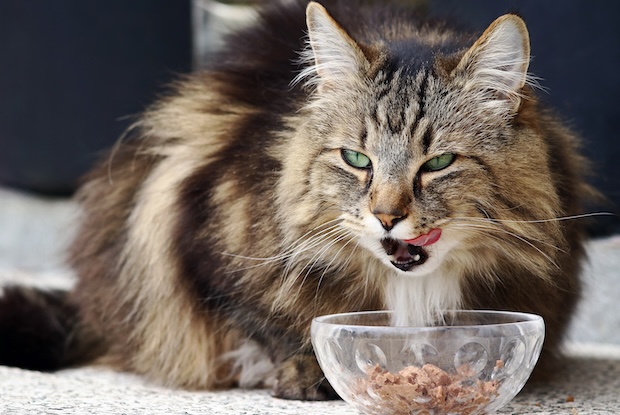 Can Wet Food Help Your Cat Stay Hydrated?