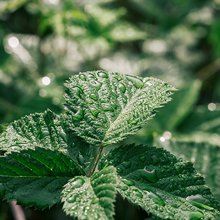 Crunchy Pockets Chicken Recipe Cat Treats | Wanpy